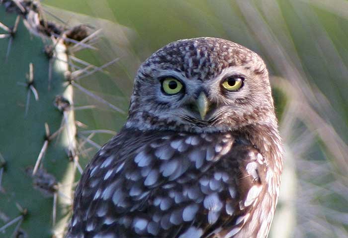 Little owl on the tajo bridge, Ronda