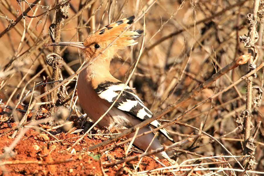 Hoopoe – Upupa Epops (Abubilla) in the Serranía de Ronda