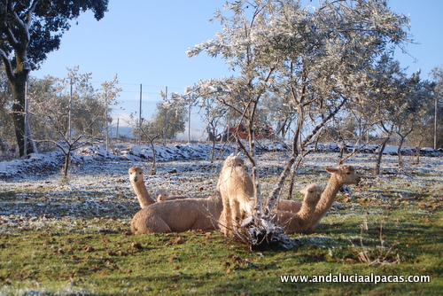 Andalucían Alpacas in the Snow