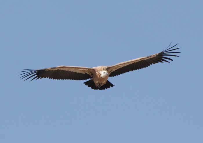 Griffon vulture in the Sierra de Grazalema
