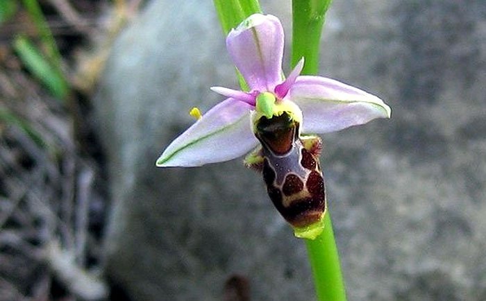 woodcock orchid - ophrys scolopax