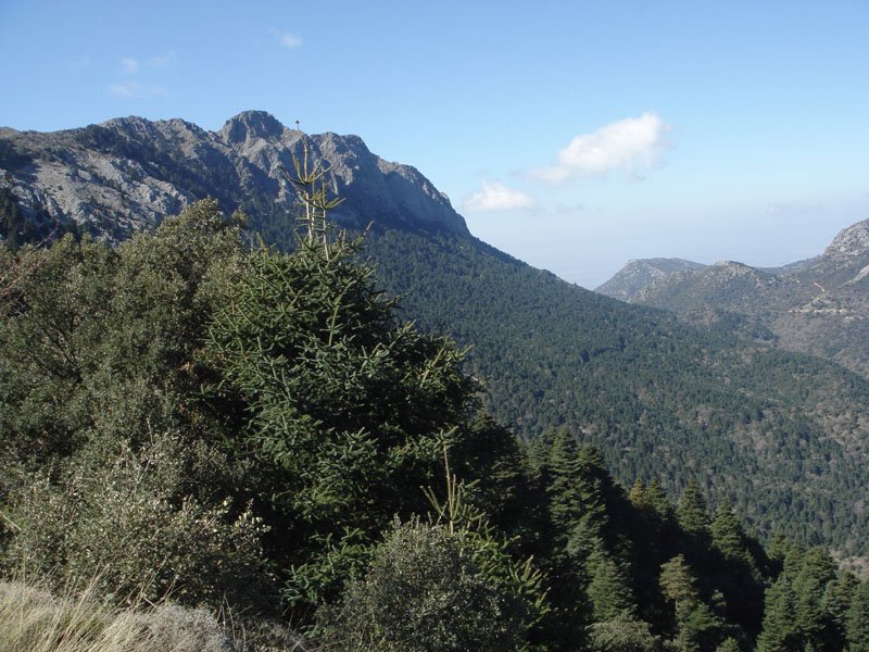 Abies pinsapo sierra de grazalema