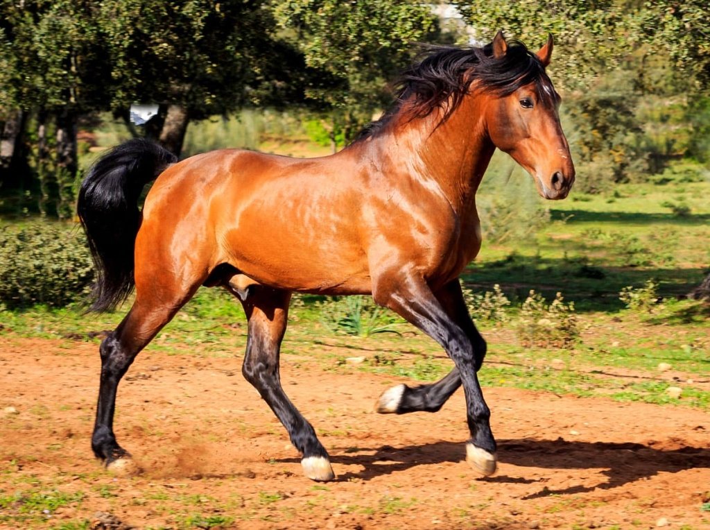 Reservatauro is a breeding farm for fighting bulls and pure Andalusian horses