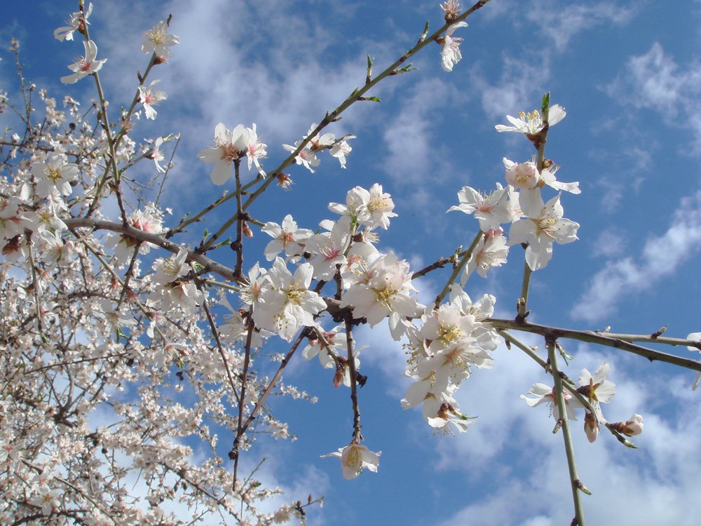 Almond blossom in the Ronda countryside.