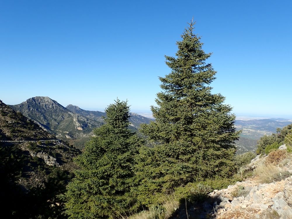 The Spanish fir tree