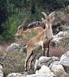 Spanish Ibex